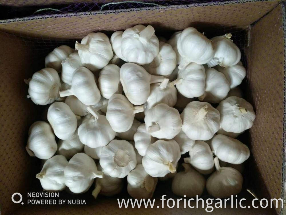 Normal White Garlic